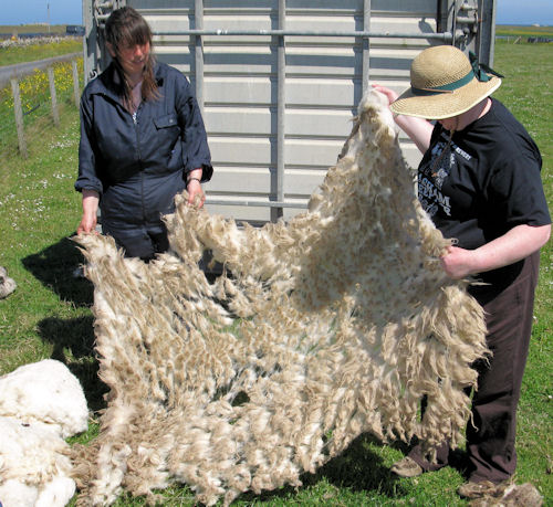North Ronaldsay fleece opened out 